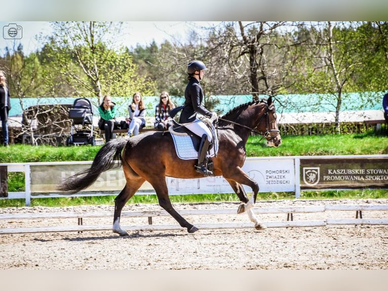Warmblood polaco Yegua 6 años 163 cm Castaño in Cz&#x142;uch&#xF3;w