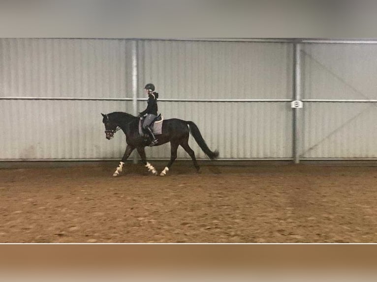 Warmblood polaco Yegua 6 años 163 cm Castaño in Cz&#x142;uch&#xF3;w