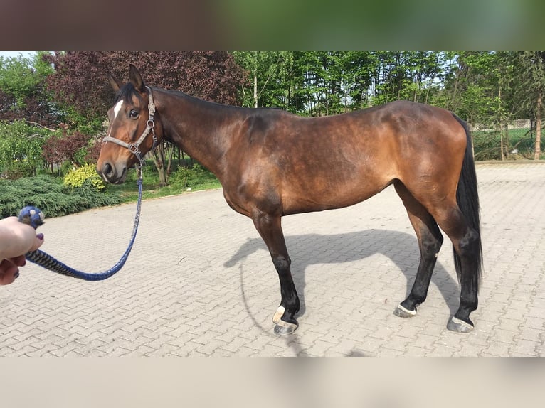 Warmblood polaco Yegua 6 años 165 cm Castaño rojizo in Wojnarowice