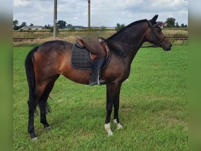 Warmblood polaco Mestizo Yegua 6 años 166 cm Castaño oscuro in Choroszcz