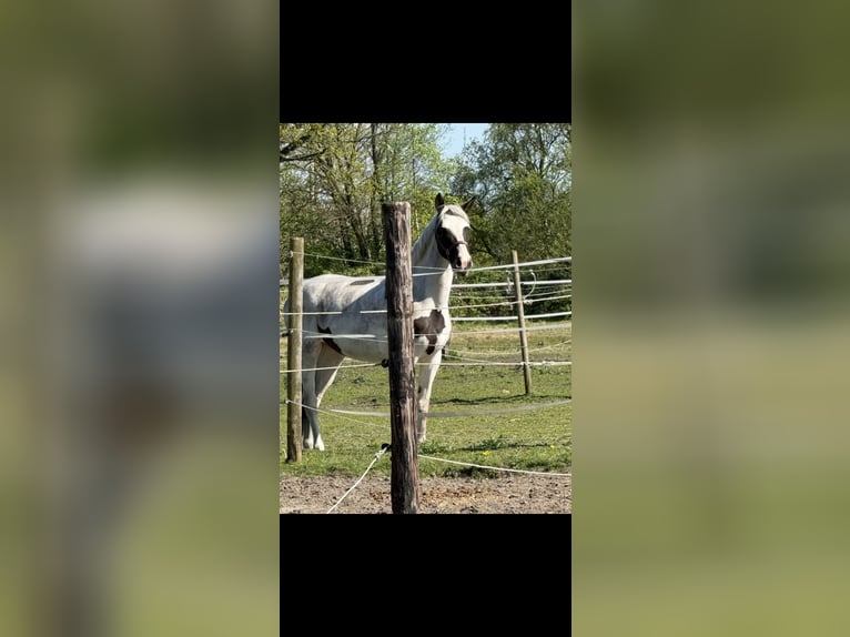Warmblood polaco Yegua 7 años 154 cm Pío in Pinneberg