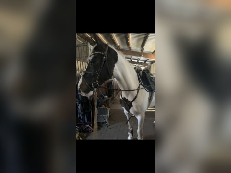 Warmblood polaco Yegua 7 años 154 cm Pío in Pinneberg