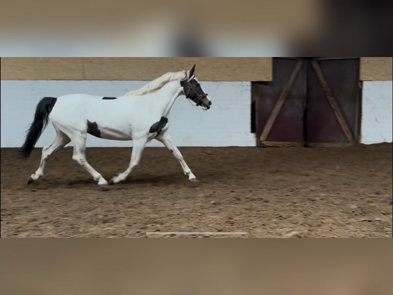 Warmblood polaco Yegua 7 años 154 cm Pío in Pinneberg