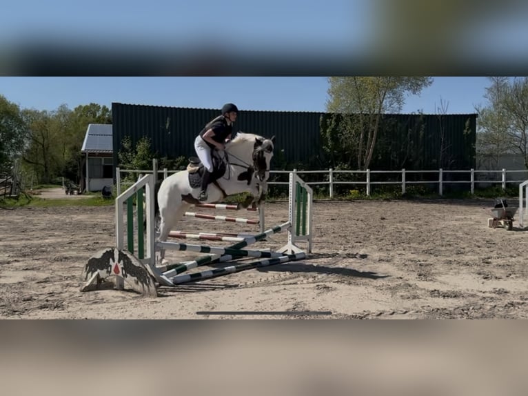 Warmblood polaco Yegua 7 años 154 cm Pío in Pinneberg