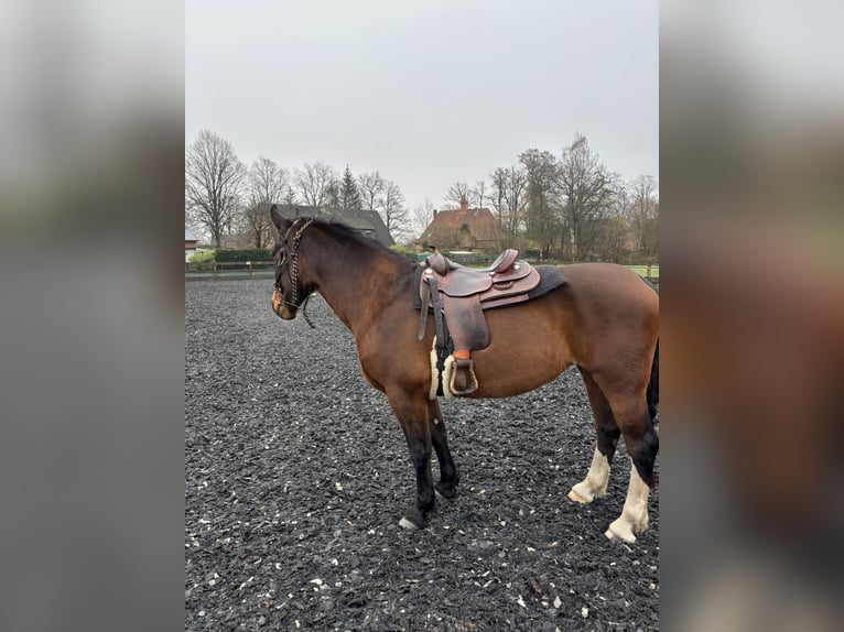 Warmblood polaco Yegua 7 años 170 cm Castaño in Undeloh