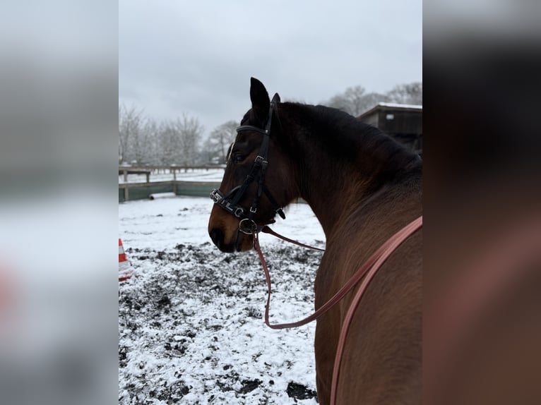 Warmblood polaco Yegua 7 años 170 cm Castaño in Undeloh