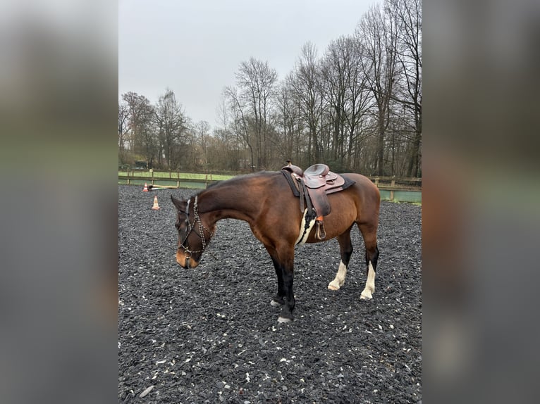 Warmblood polaco Yegua 7 años 170 cm Castaño in Undeloh