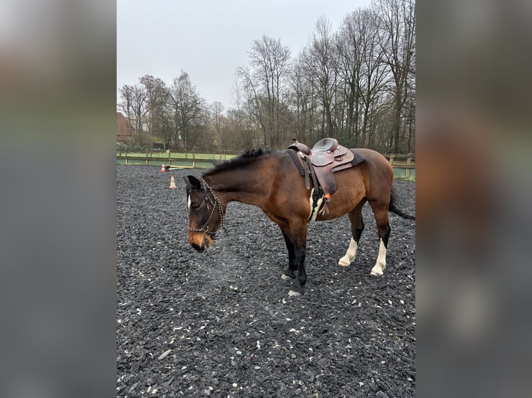 Warmblood polaco Yegua 7 años 170 cm Castaño in Undeloh