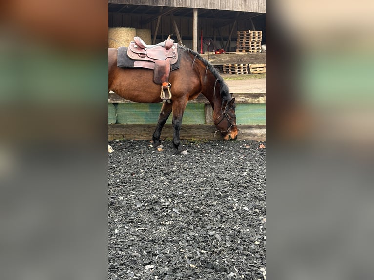Warmblood polaco Yegua 7 años 170 cm Castaño in Undeloh