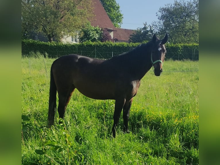 Warmblood polaco Yegua 8 años 155 cm Castaño oscuro in Freindorf