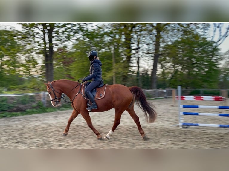 Warmblood polaco Yegua 8 años 165 cm Alazán in Ganderkesee