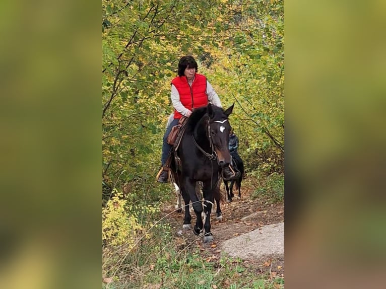 Warmblood polaco Yegua 9 años 155 cm Castaño oscuro in Freindorf