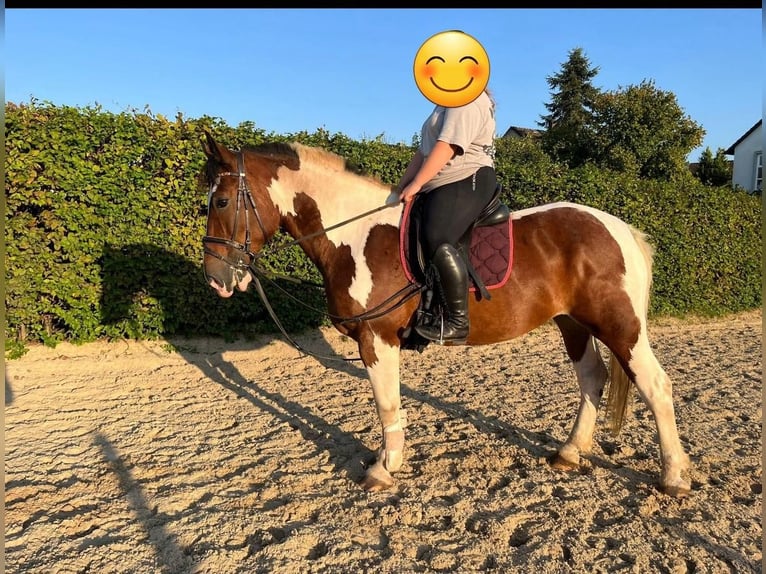 Warmblood polaco Yegua 9 años 163 cm Pío in Hameln