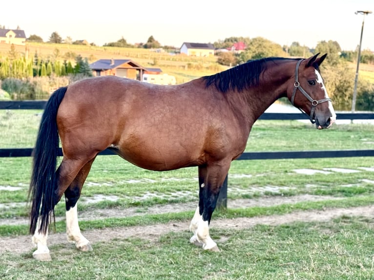 Warmblood polaco Yegua 9 años 170 cm Castaño in Jaros&#x142;awiec