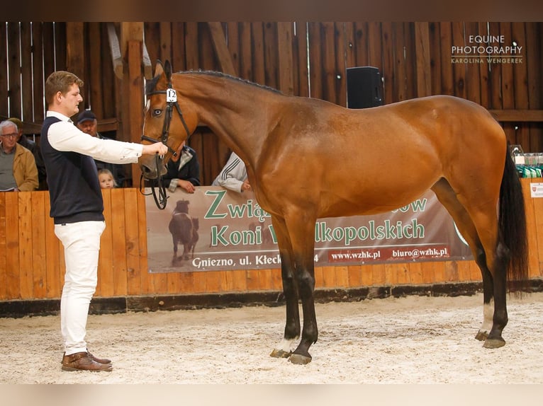 Warmblood polaco Mestizo Yegua 9 años 172 cm Castaño claro in Sokolniki Gwiazdowskie