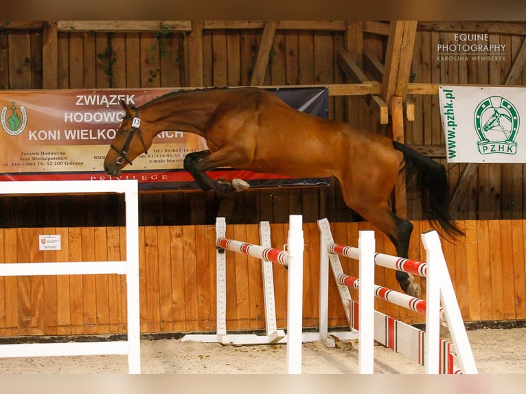 Warmblood polaco Mestizo Yegua 9 años 172 cm Castaño claro in Sokolniki Gwiazdowskie