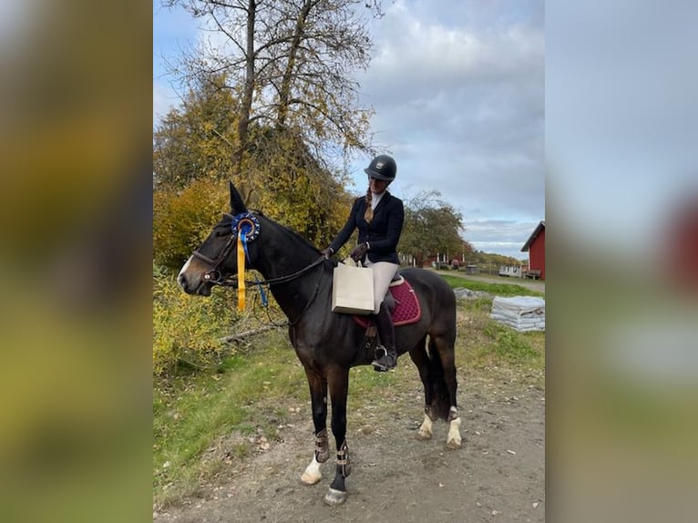 Warmblood sueco Caballo castrado 10 años 164 cm Castaño oscuro in Kungsbacka