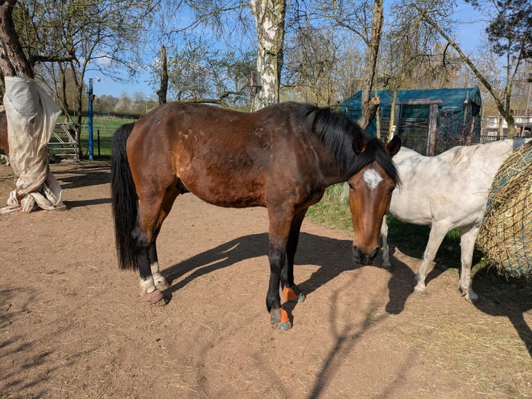 Warmblood sueco Caballo castrado 11 años 162 cm Castaño in Waltershausen