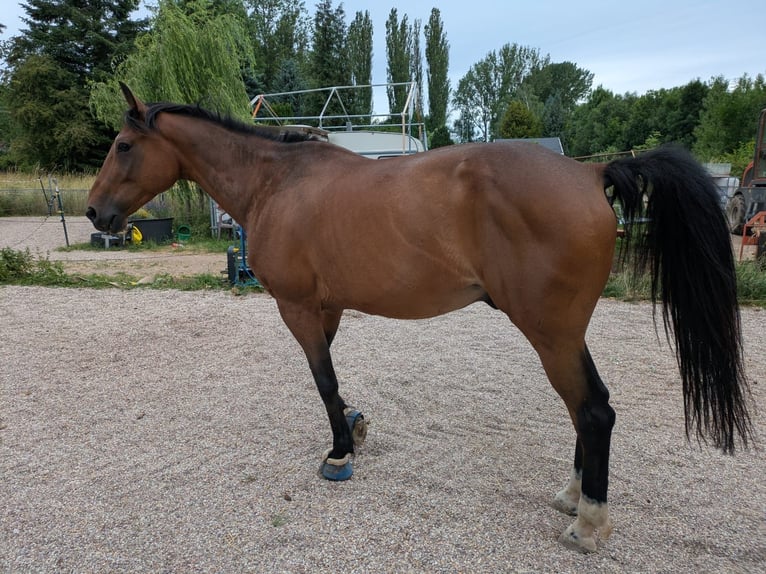 Warmblood sueco Caballo castrado 11 años 162 cm Castaño in Waltershausen