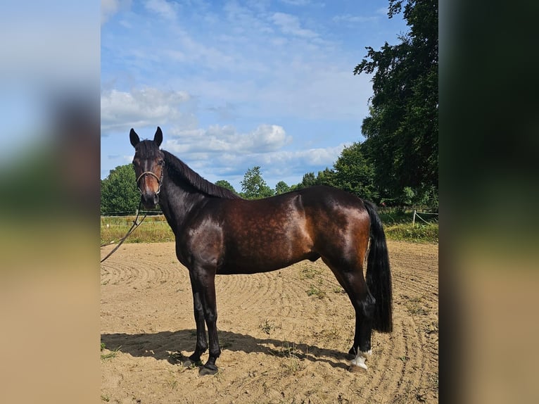 Warmblood sueco Mestizo Caballo castrado 12 años 165 cm Castaño oscuro in Leipzig