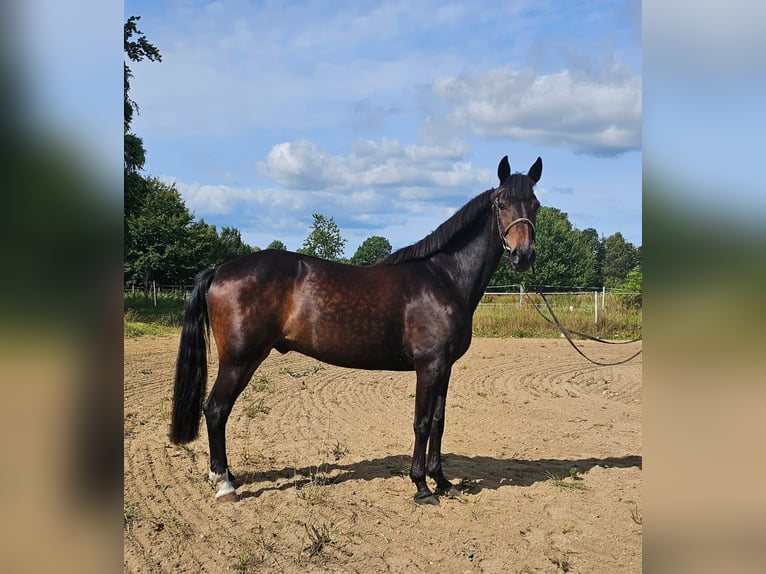 Warmblood sueco Mestizo Caballo castrado 12 años 165 cm Castaño oscuro in Leipzig