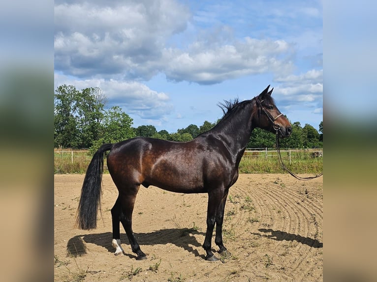 Warmblood sueco Mestizo Caballo castrado 12 años 165 cm Castaño oscuro in Leipzig