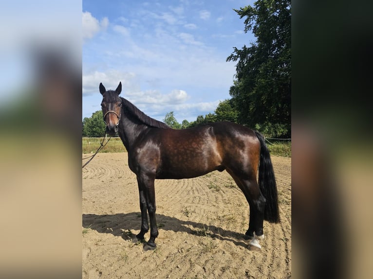 Warmblood sueco Mestizo Caballo castrado 12 años 165 cm Castaño oscuro in Leipzig