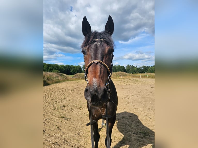 Warmblood sueco Mestizo Caballo castrado 12 años 165 cm Castaño oscuro in Leipzig