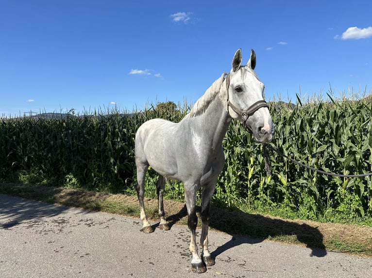 Warmblood sueco Caballo castrado 12 años 167 cm Tordo in OhlsbachGengenbach