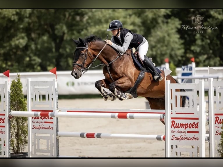 Warmblood sueco Caballo castrado 14 años 168 cm Castaño in Ostrava