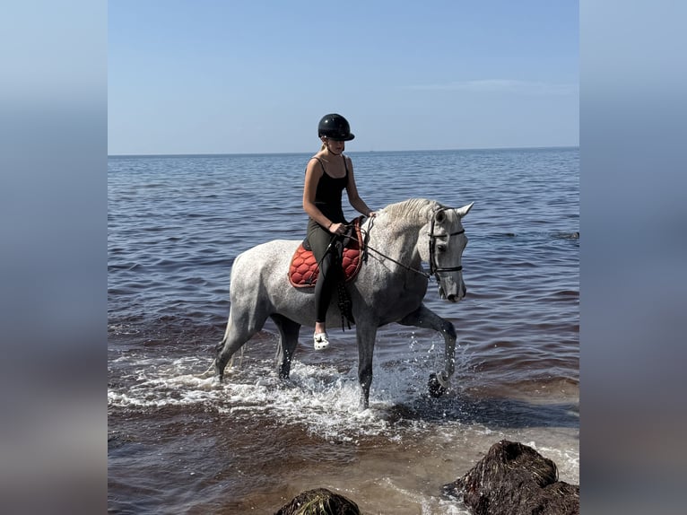 Warmblood sueco Caballo castrado 14 años 170 cm Tordo in Warszawa