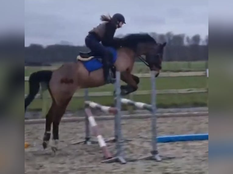 Warmblood sueco Caballo castrado 15 años 160 cm Castaño in Voorschoten