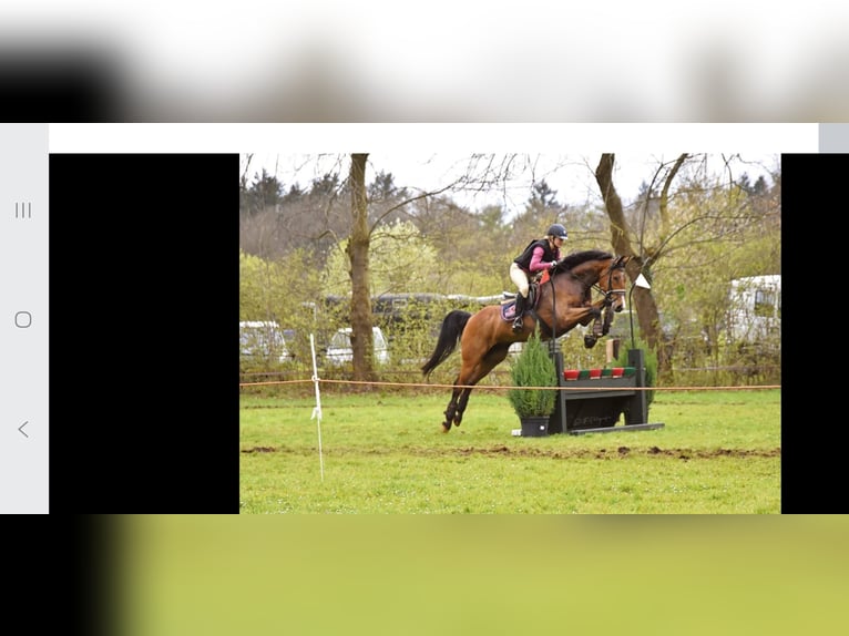Warmblood sueco Caballo castrado 15 años 160 cm Castaño in Voorschoten