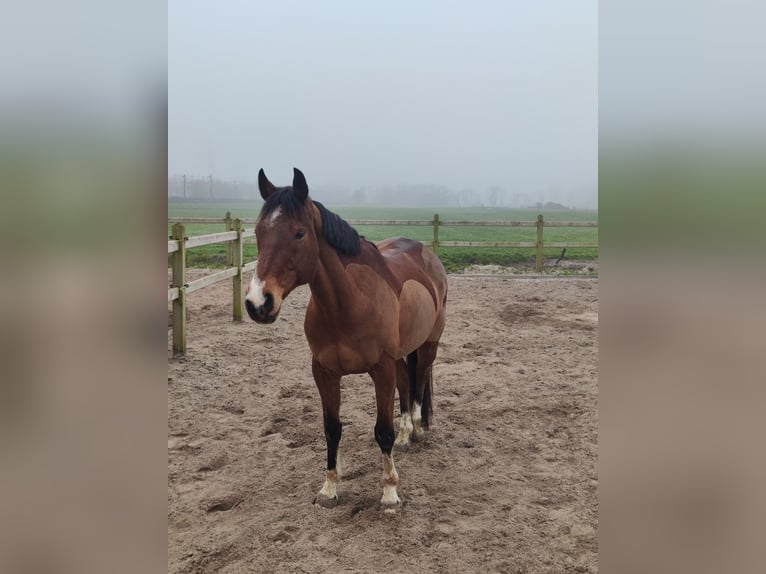Warmblood sueco Caballo castrado 15 años 160 cm Castaño in Voorschoten