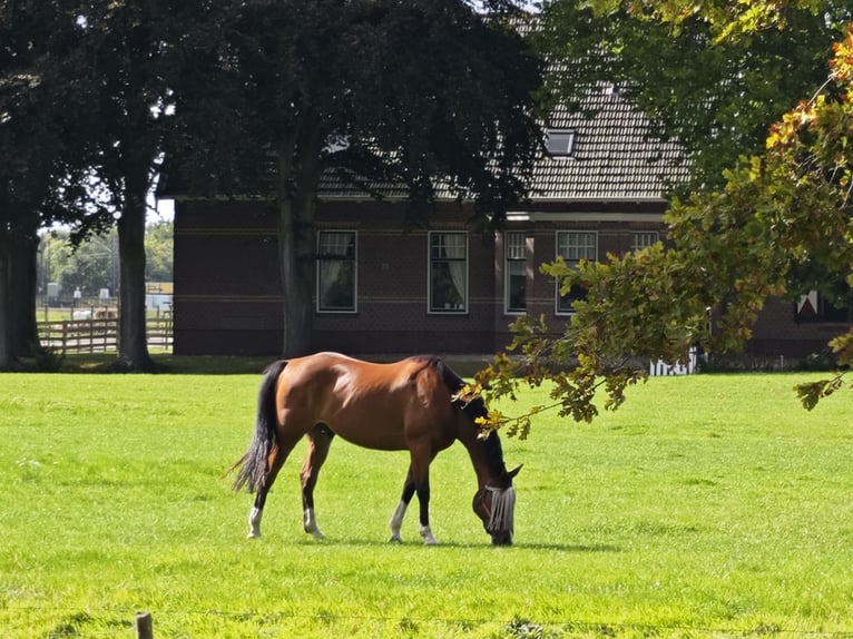 Warmblood sueco Caballo castrado 15 años 160 cm Castaño in Voorschoten