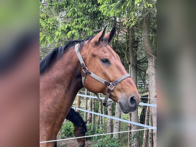 Warmblood sueco Caballo castrado 15 años 173 cm Castaño in Martfeld