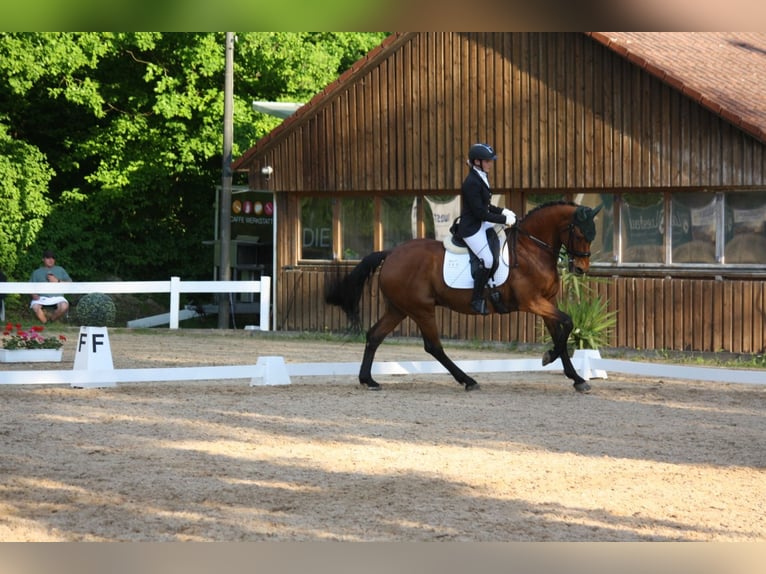 Warmblood sueco Caballo castrado 17 años 167 cm Castaño in Ingolstadt