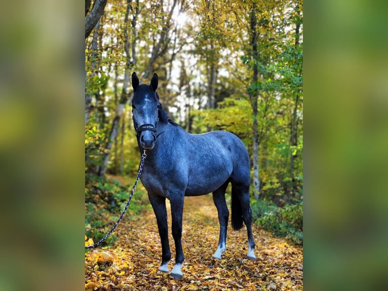 Warmblood sueco Caballo castrado 2 años 168 cm Tordo rodado in Emmaboda