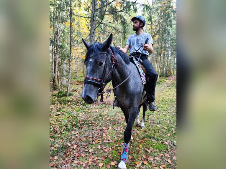 Warmblood sueco Caballo castrado 2 años 168 cm Tordo rodado in Emmaboda