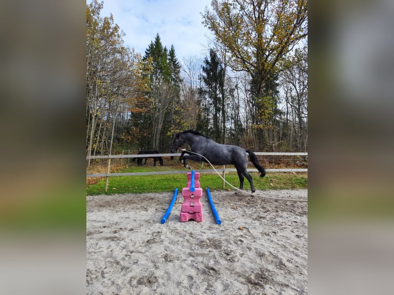 Warmblood sueco Caballo castrado 2 años 168 cm Tordo rodado in Emmaboda