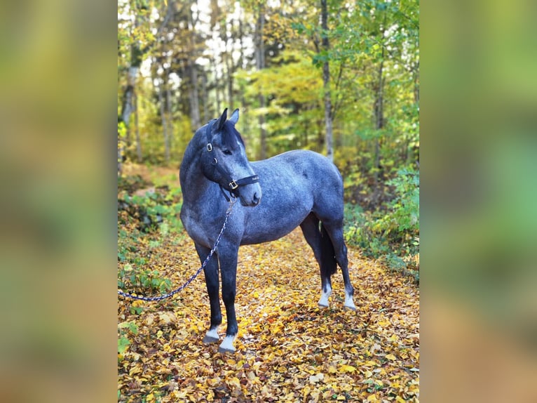 Warmblood sueco Caballo castrado 2 años 168 cm Tordo rodado in Emmaboda