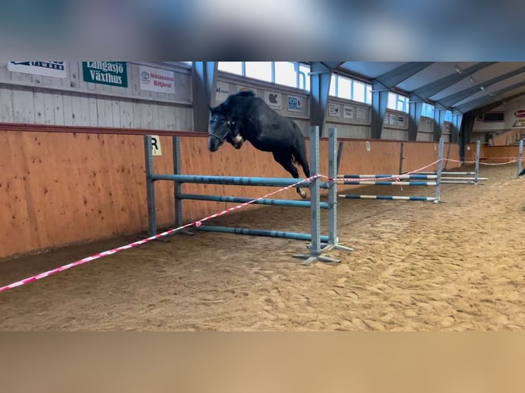 Warmblood sueco Caballo castrado 3 años 168 cm Tordo in Emmaboda