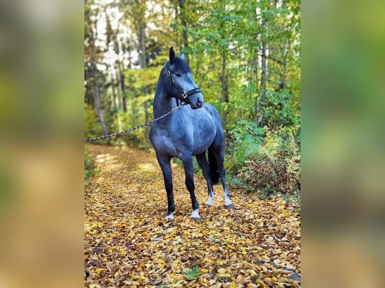 Warmblood sueco Caballo castrado 3 años 168 cm Tordo rodado in Emmaboda