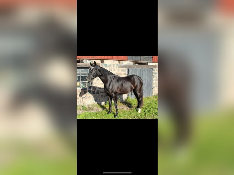 Warmblood sueco Caballo castrado 3 años 172 cm Negro in Avesta