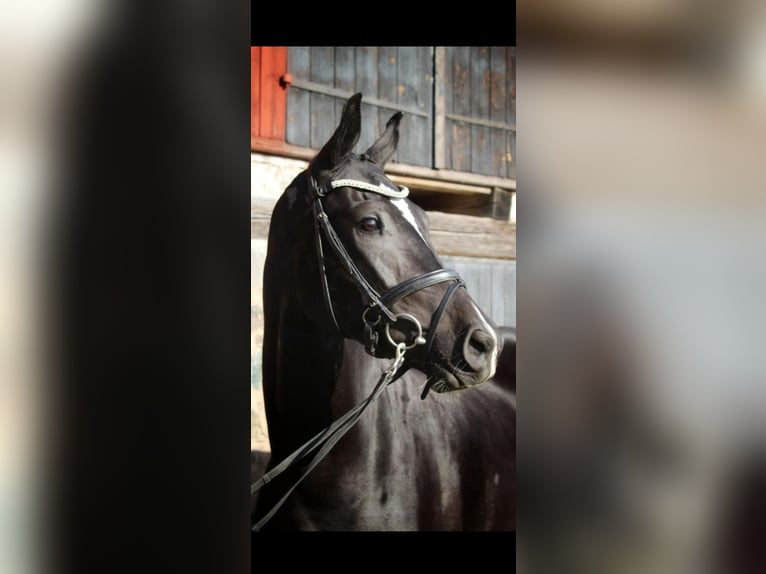 Warmblood sueco Caballo castrado 3 años 172 cm Negro in Avesta