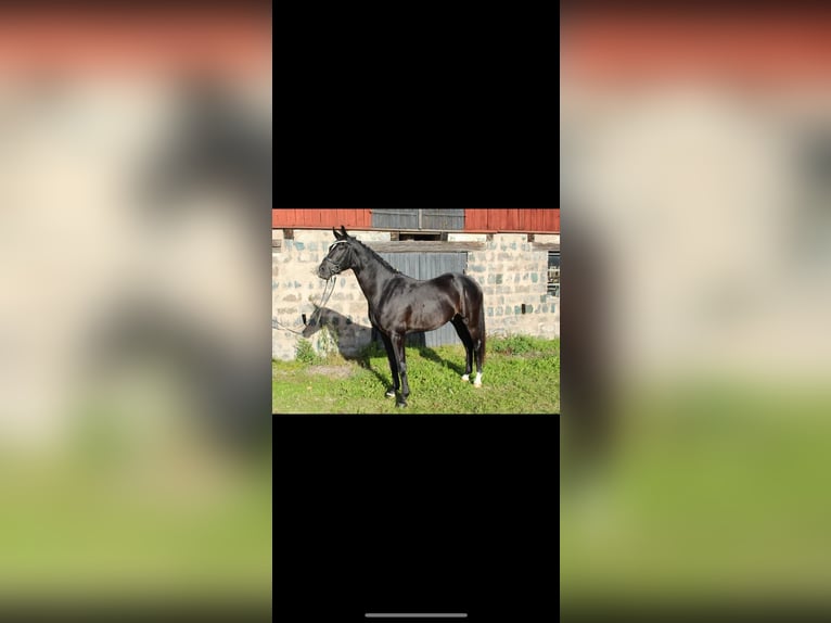 Warmblood sueco Caballo castrado 3 años 172 cm Negro in Avesta