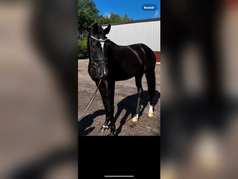 Warmblood sueco Caballo castrado 3 años 172 cm Negro in Avesta