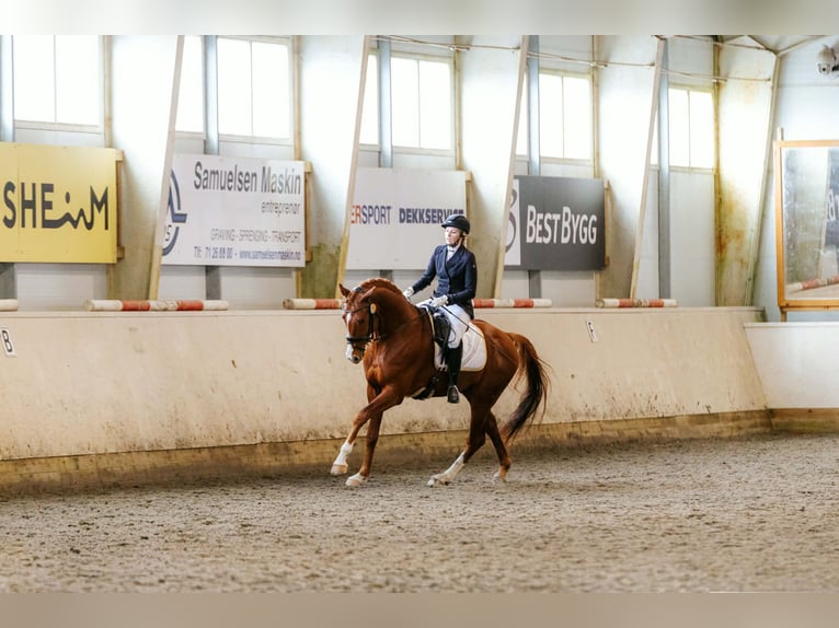 Warmblood sueco Caballo castrado 4 años 173 cm Alazán-tostado in Norddal