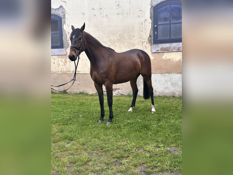 Warmblood sueco Mestizo Caballo castrado 5 años 162 cm Castaño in Leipzig