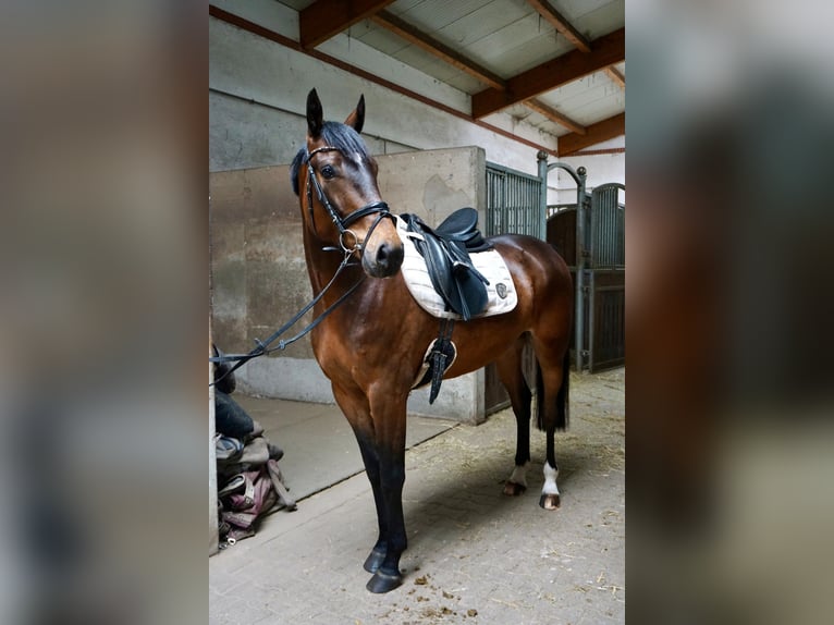 Warmblood sueco Mestizo Caballo castrado 5 años 162 cm Castaño in Leipzig